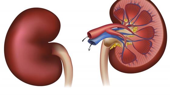 肾不好的人，该如何调理？建议：做好这5点，或能改善病情