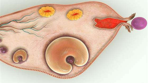 卵巢早衰致断崖式衰老，做4件事保养卵巢
