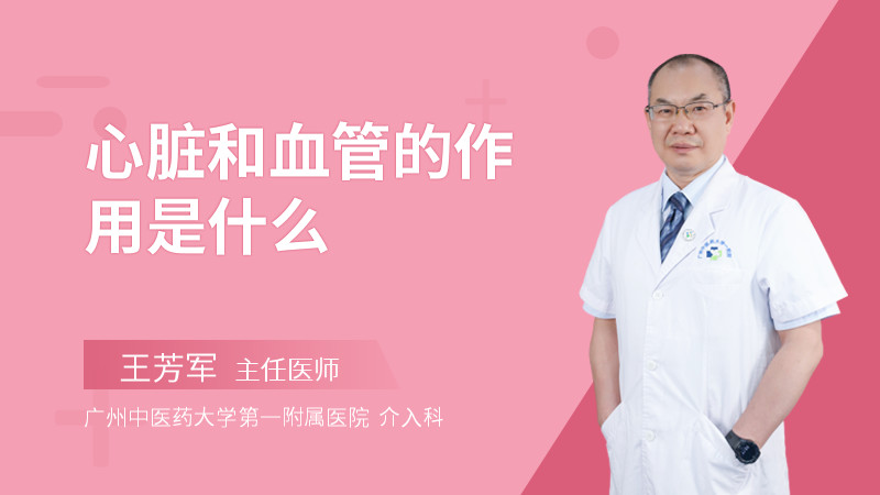 心脏和血管的作用是什么