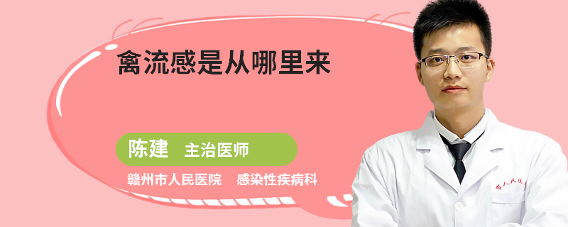 禽流感是从哪里来