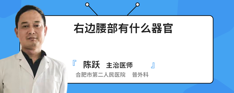 右边腰部有什么器官