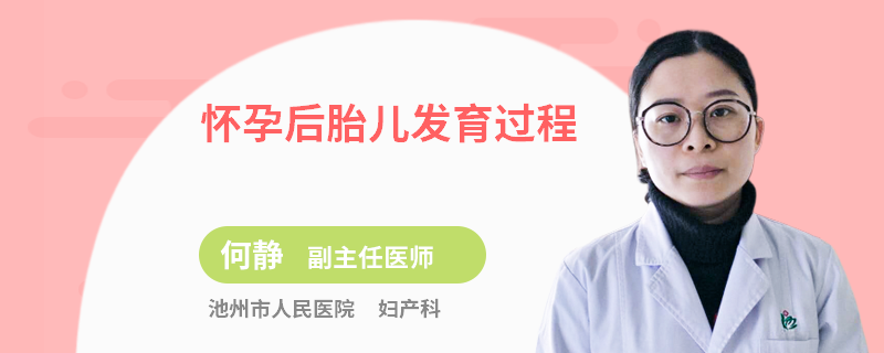 怀孕后胎儿发育过程