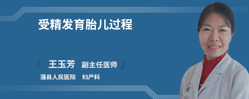 受精发育胎儿过程