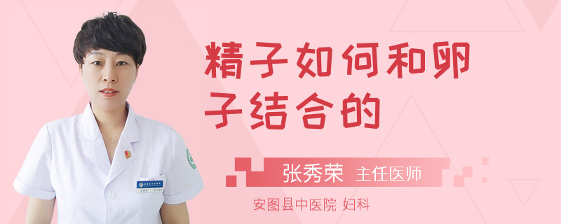 精子如何和卵子结合的