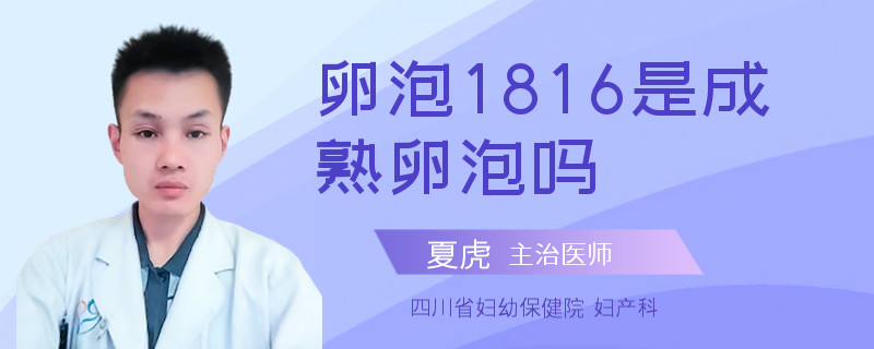 卵泡1816是成熟卵泡吗