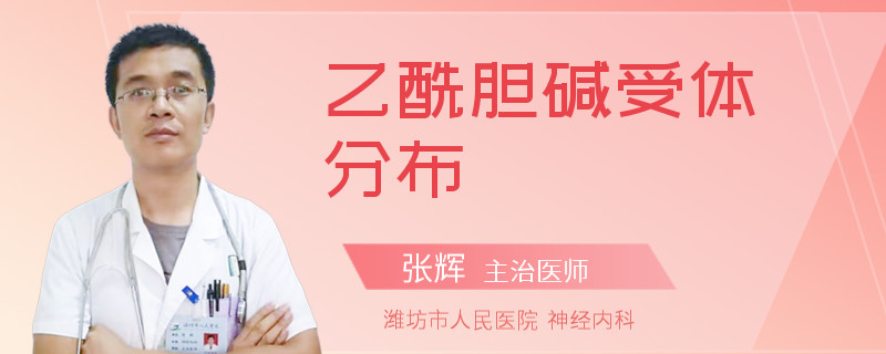 乙酰胆碱受体分布