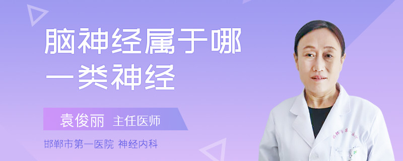 脑神经属于哪一类神经
