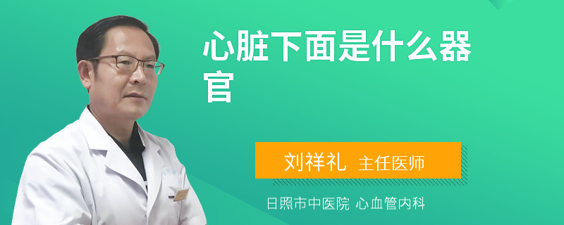 心脏下面是什么器官