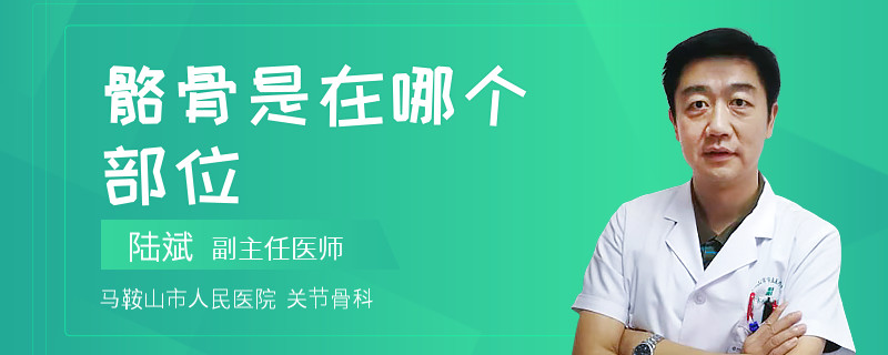 骼骨是在哪个部位