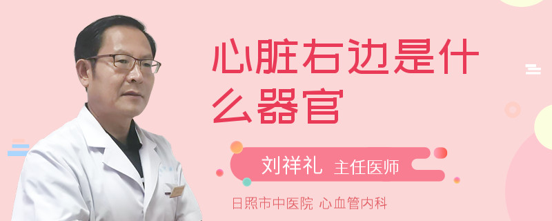 心脏右边是什么器官