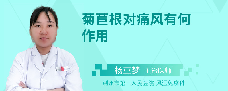 菊苣根对痛风有何作用