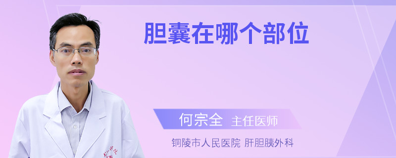 胆囊在哪个部位