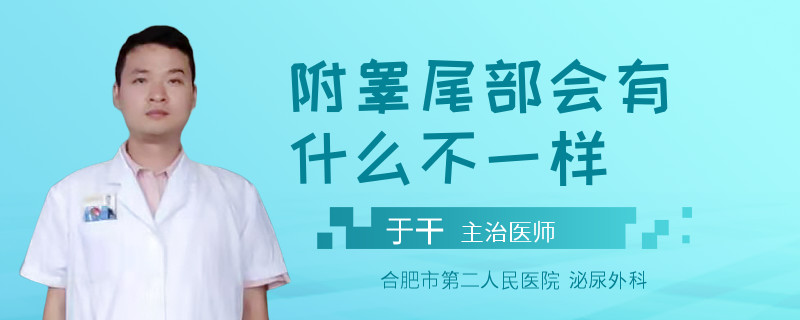 附睾尾部会有什么不一样