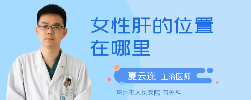女性肝的位置在哪里