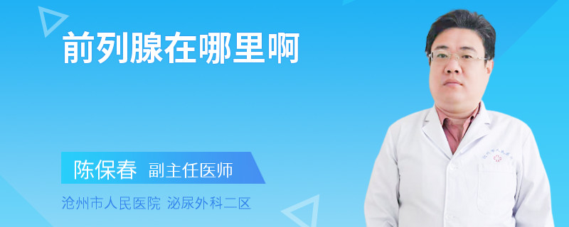 前列腺在哪里啊
