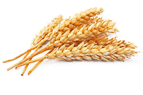 小米饭的功效与作用