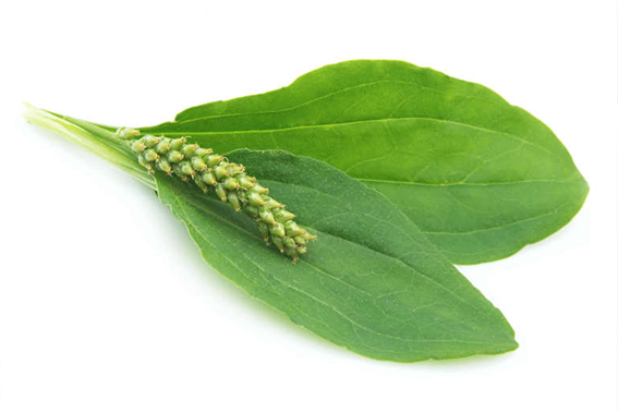 蛤蟆叶的功效与作用