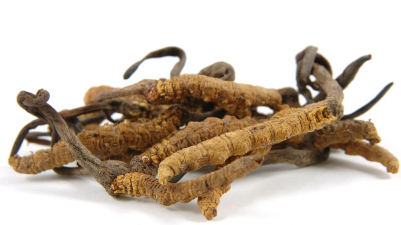 冬虫夏草是虫还是草