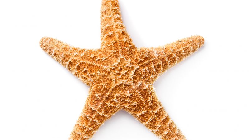 被海蜇蛰了怎么办