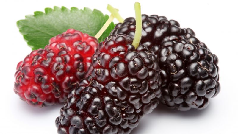 桑葚对糖尿病有好处吗