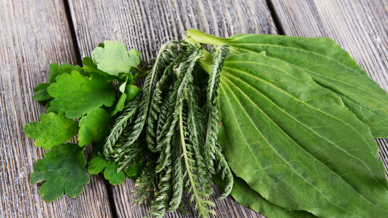 黄岑的功效与作用